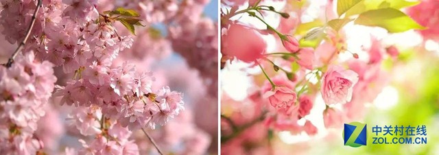 賞花正當時 花粉過敏的小伙伴們怎么破? 
